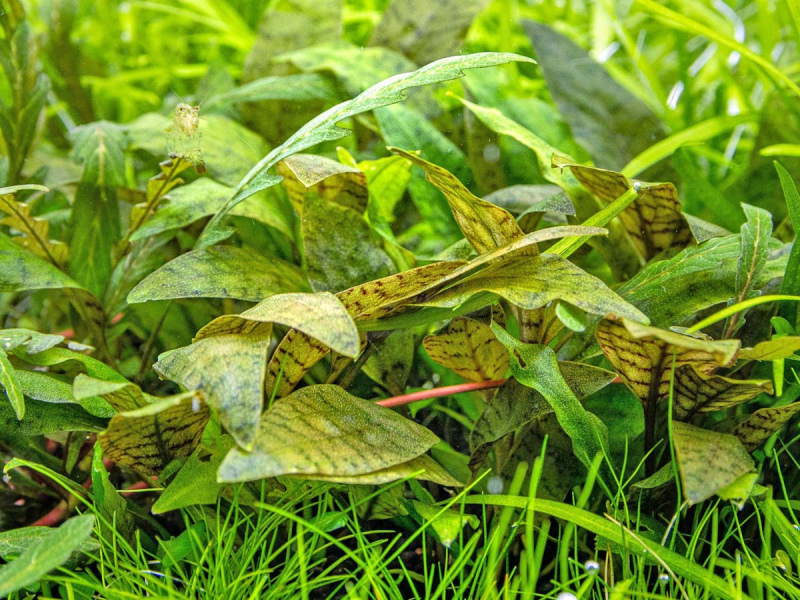 Purpurwasserkelch - Cryptocoryne x purpurea in vitro
